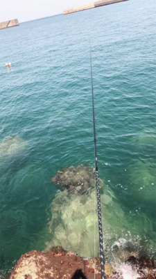 お昼からラン岸、エギング