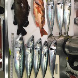 １つテンヤ真鯛のはずが、１つテンヤ真鯖？！