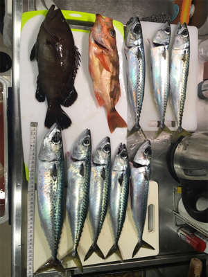 １つテンヤ真鯛のはずが、１つテンヤ真鯖？！…