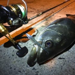 シーバス乱舞！！