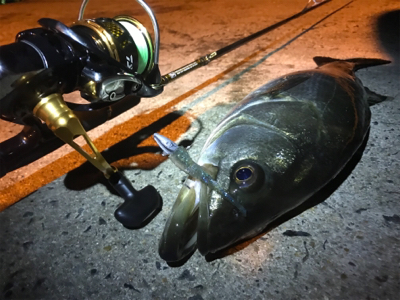 シーバス乱舞！！