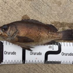 ヒラメ狙いが(^^;) 良型メバル