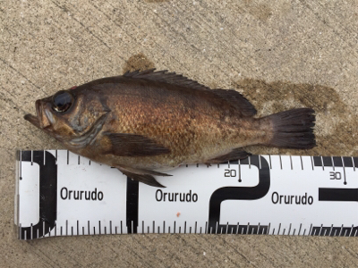 ヒラメ狙いが(^^;) 良型メバル