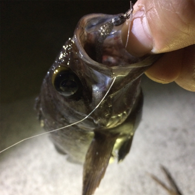 なんとかメバル