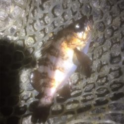 メバルリング病