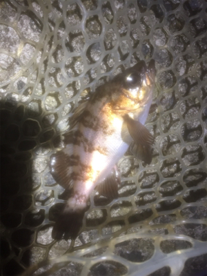 メバルリング病