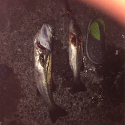 セットアッパーやりますねぇ