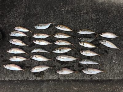 アジング満喫！