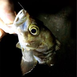 ライトゲームもバチパターン