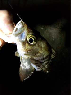 ライトゲームもバチパターン