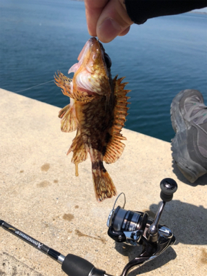 ガシラばっかー