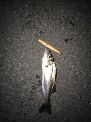 シーバス釣行③