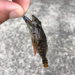 デイアジングが、、、