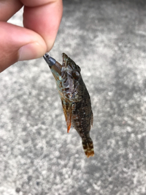 デイアジングが、、、