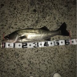 仕事帰りにちょろっと1尾！