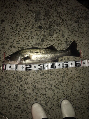 仕事帰りにちょろっと1尾！