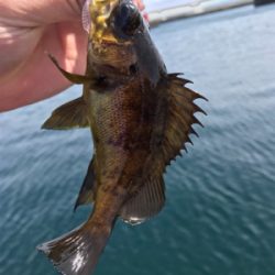 デイからちょいナイト(釣行 其の拾九)