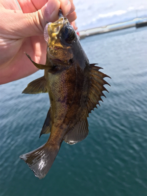 デイからちょいナイト(釣行 其の拾九)