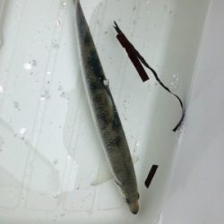 ニシン狙いからのトラウト