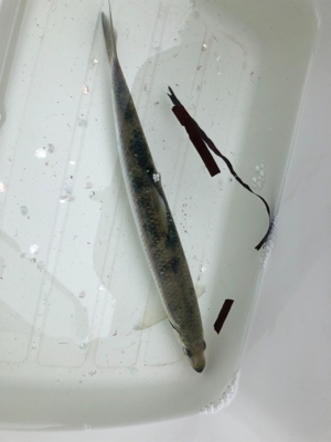 ニシン狙いからのトラウト