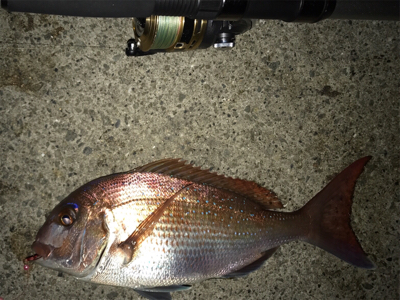 鯛が釣れた〜