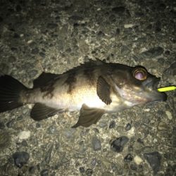 アジング メバリング