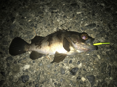 アジング メバリング