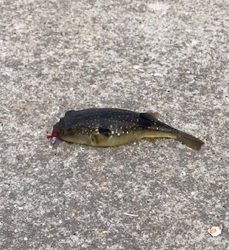 デイメバリング