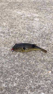 デイメバリング