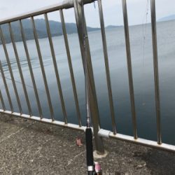 春のサゴシ祭り