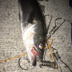 バチは抜けてなかったが、、、