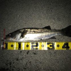 四日市バチパターン