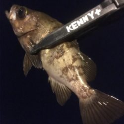 昨夜に引き続き、今夜の釣果は？