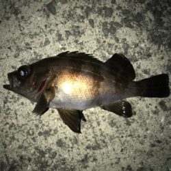 メバル が食べたくて