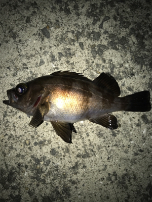 メバル が食べたくて