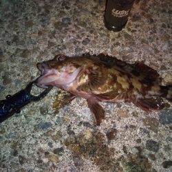 千守西側にてガシラGET(夜釣)