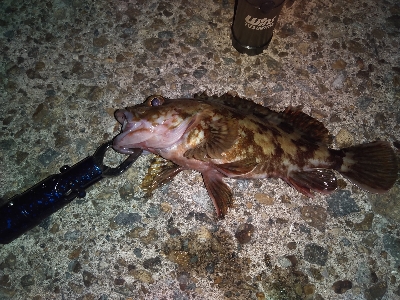 千守西側にてガシラGET（夜釣）