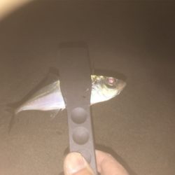 アジング メバリング