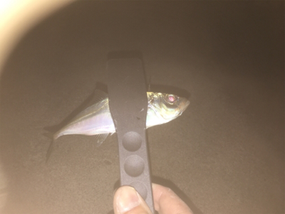 アジング メバリング