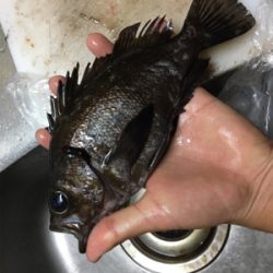 楽々20アップメバリング