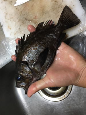 楽々20アップメバリング