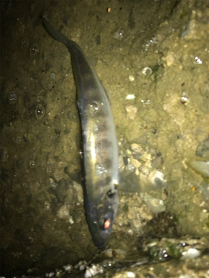 ポイント大きく変えて(釣行 其の弐拾)