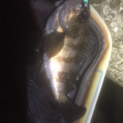 釣れれば牛乳パックサイズ!