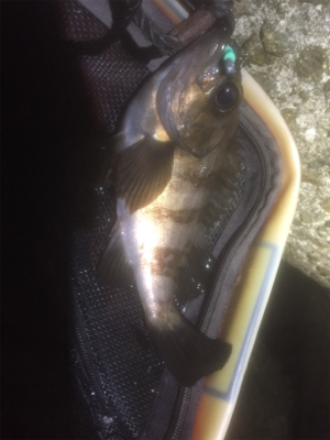 釣れれば牛乳パックサイズ!