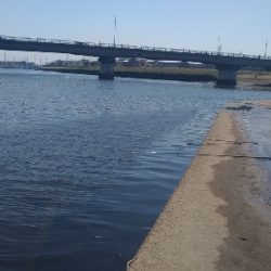 矢上川テナガエビ釣行