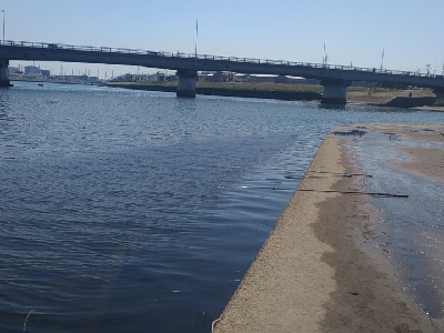 矢上川テナガエビ釣行