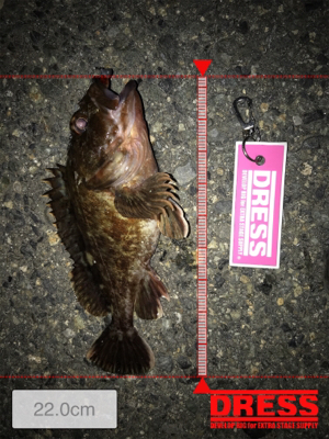 メバル活性低し