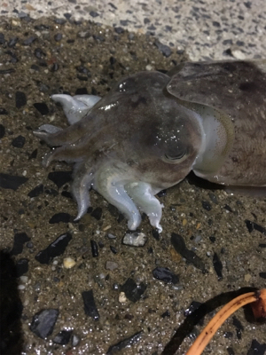 コウイカ釣行