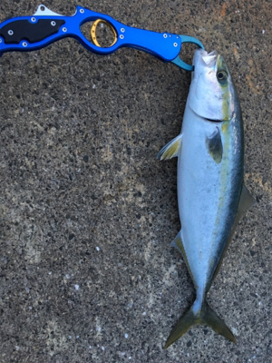 ハマチピキイチ   サゴッシー