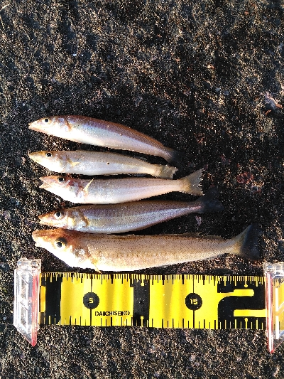 久美浜でキス釣り